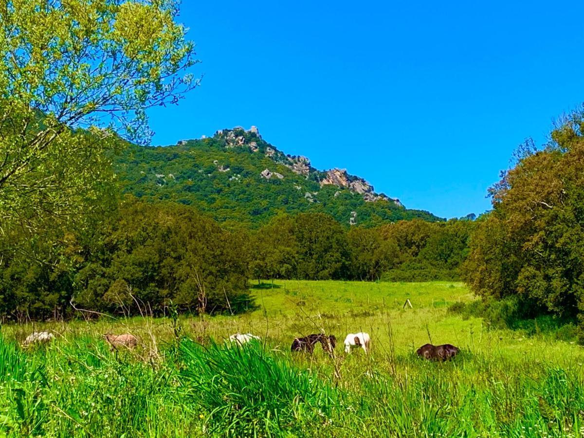 L'aravone